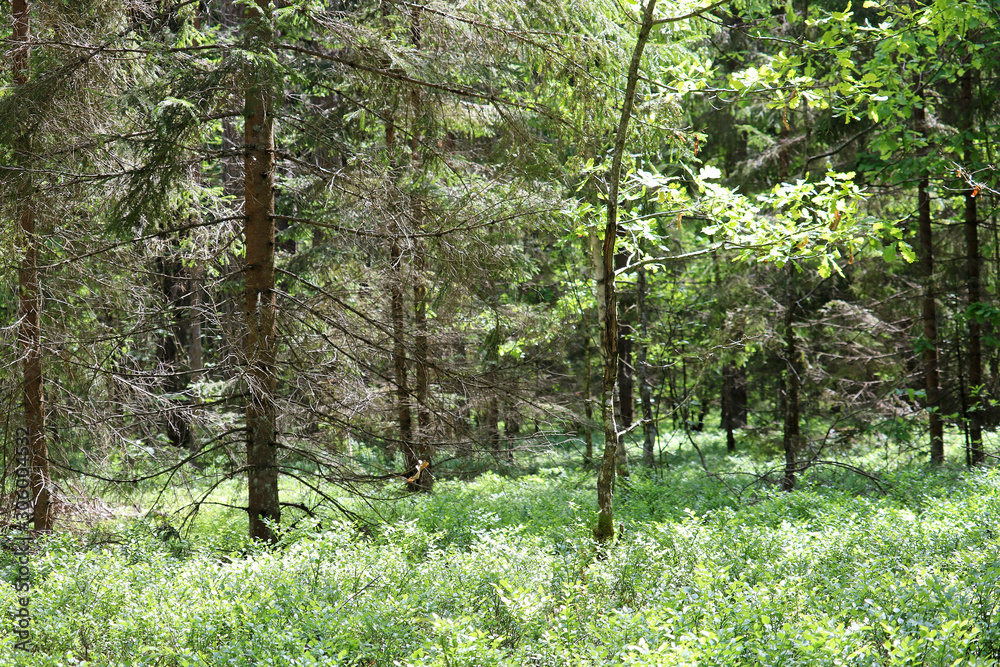 Naklejka premium temperate broadleaf and mixed forest 