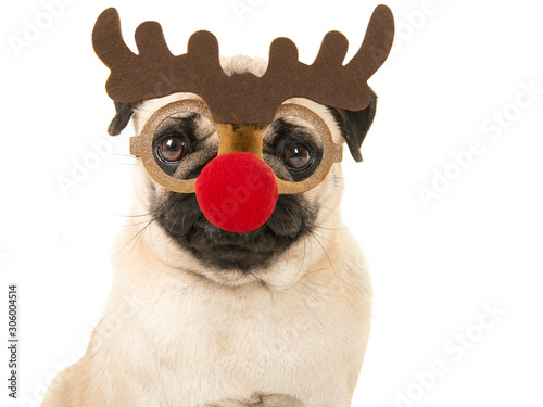Portrait of a blond pug with rudolf raindeer glasses on a white background