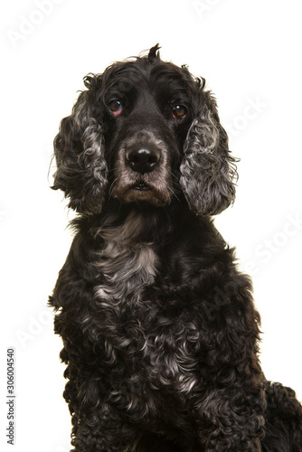 Portrait of an elderly senior cocker spaniel dog