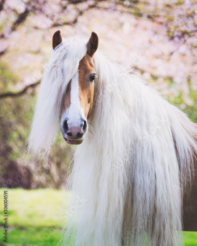 Photography Dreamy Haflinger mare between blossom trees with long manes