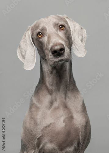 Portrait of a proud weimaraner dog on a grey background