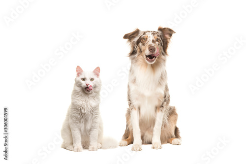 Australian shepherd dog and white longhaired cat looking at the camera licking their lips begging for food isolated on a white background