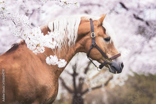 Haflinger stallion between the pink flowers