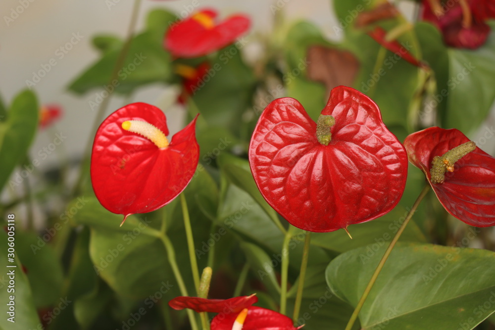 Par de flores