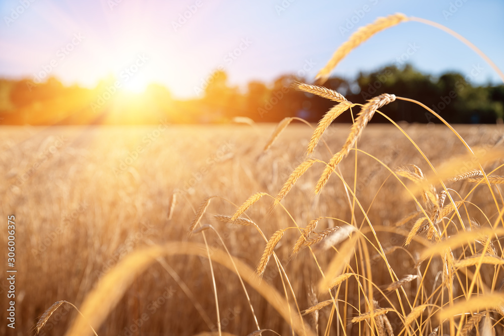 Obraz premium ears in a wheat field during the sunset