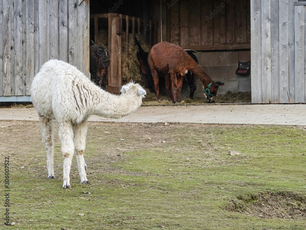 Fototapeta premium Alpakas