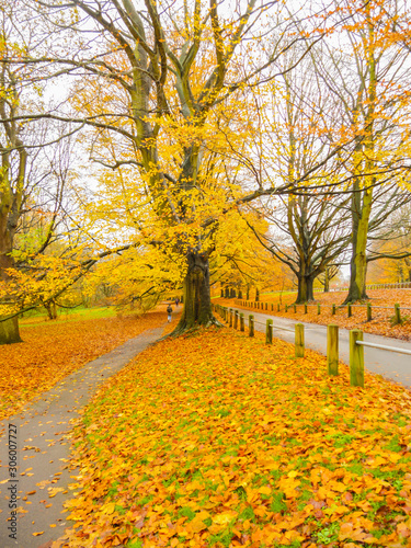 Autumn Colours in the Park