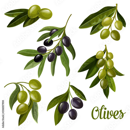 Olives on branches, green and black olives leaf