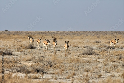 Herd of springboks walking around Etosha Nationalapark, Africa, Namibia