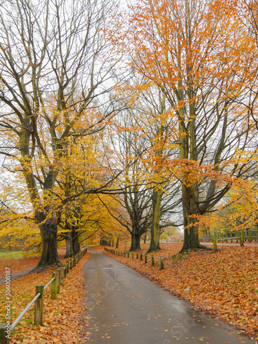 Autumn Colours in the Park