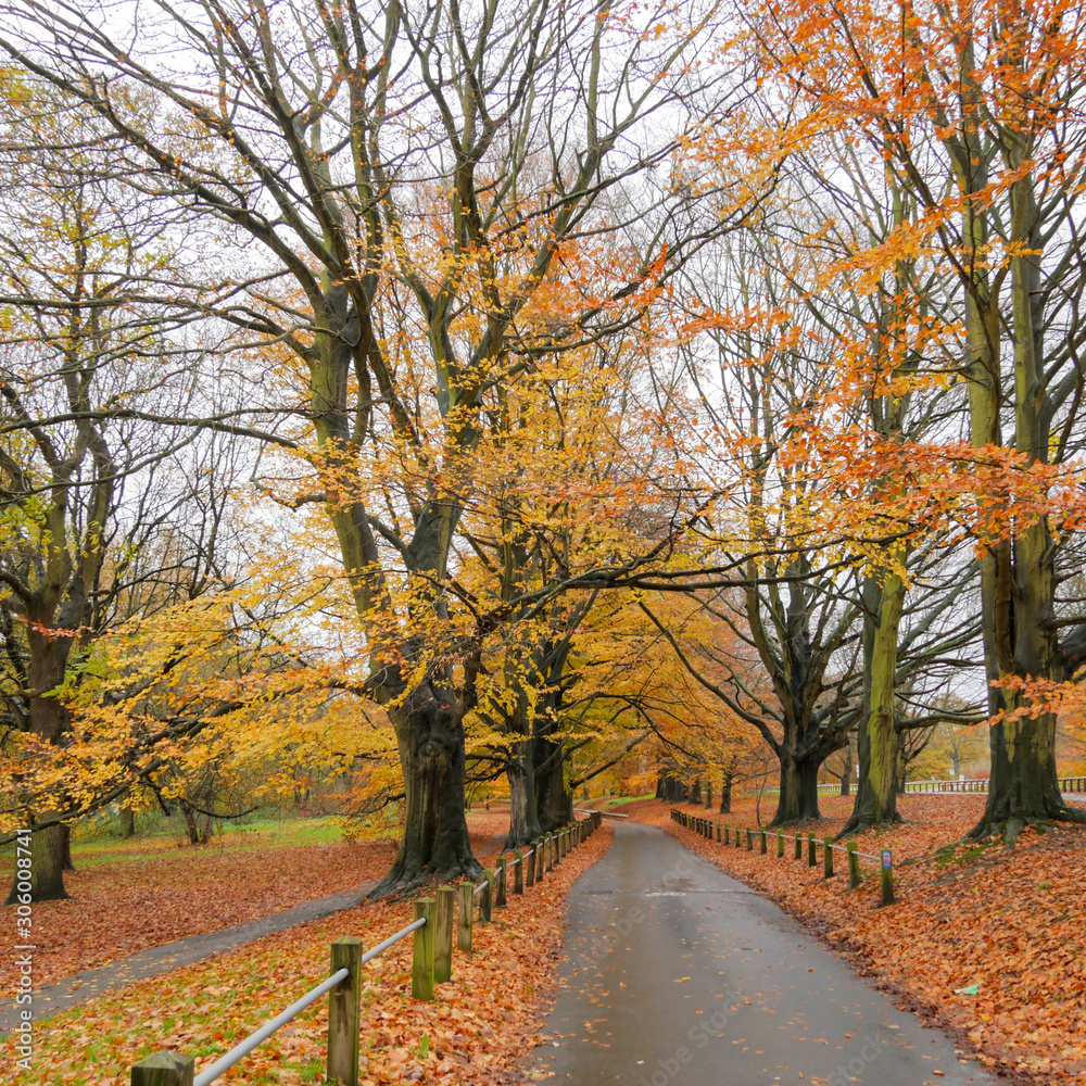 Autumn Colours in the Park