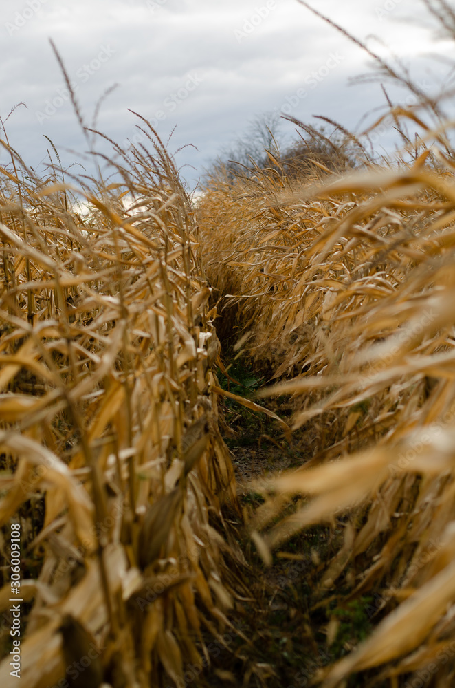 Fototapeta premium landscape images