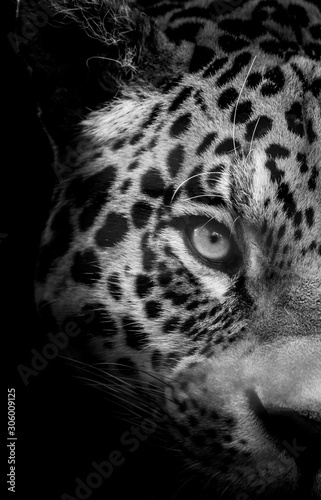 Photography Big Cat