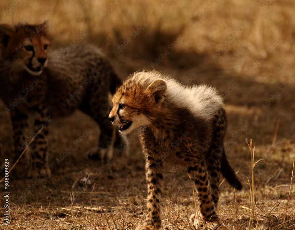 Fototapeta premium Future of Masai Mara