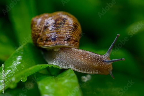 Snail in Green Garden