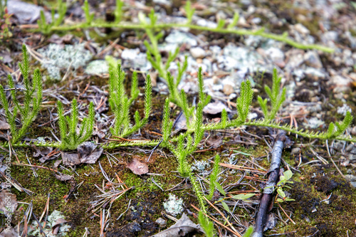 Lycopodium annotinum L. Russia. North Karelia © Natalya Osipova