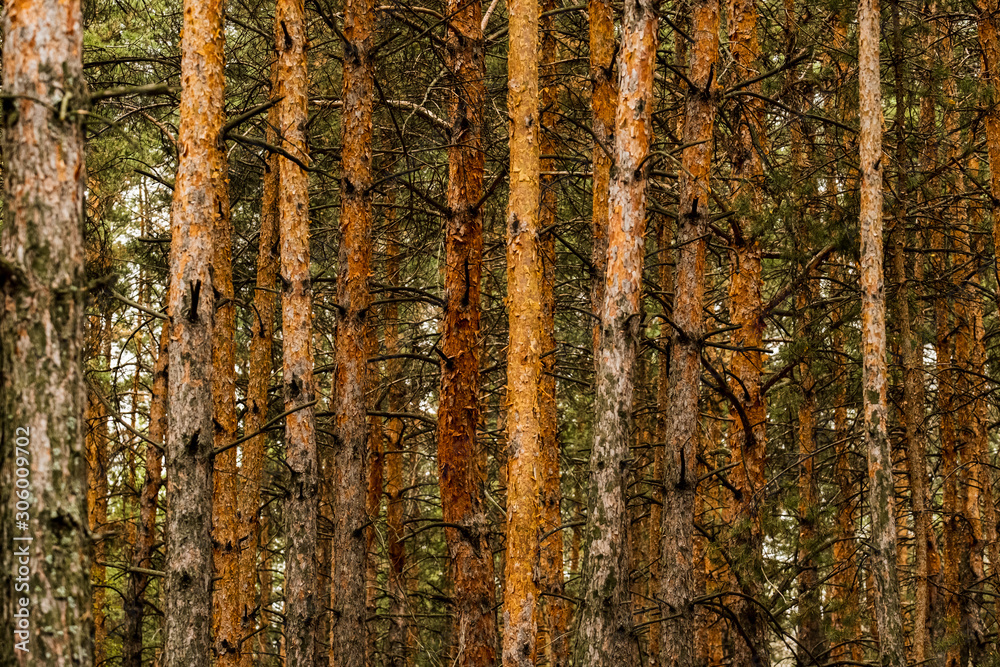 landscapes with many pines in forest landscapes with many pines in forest
