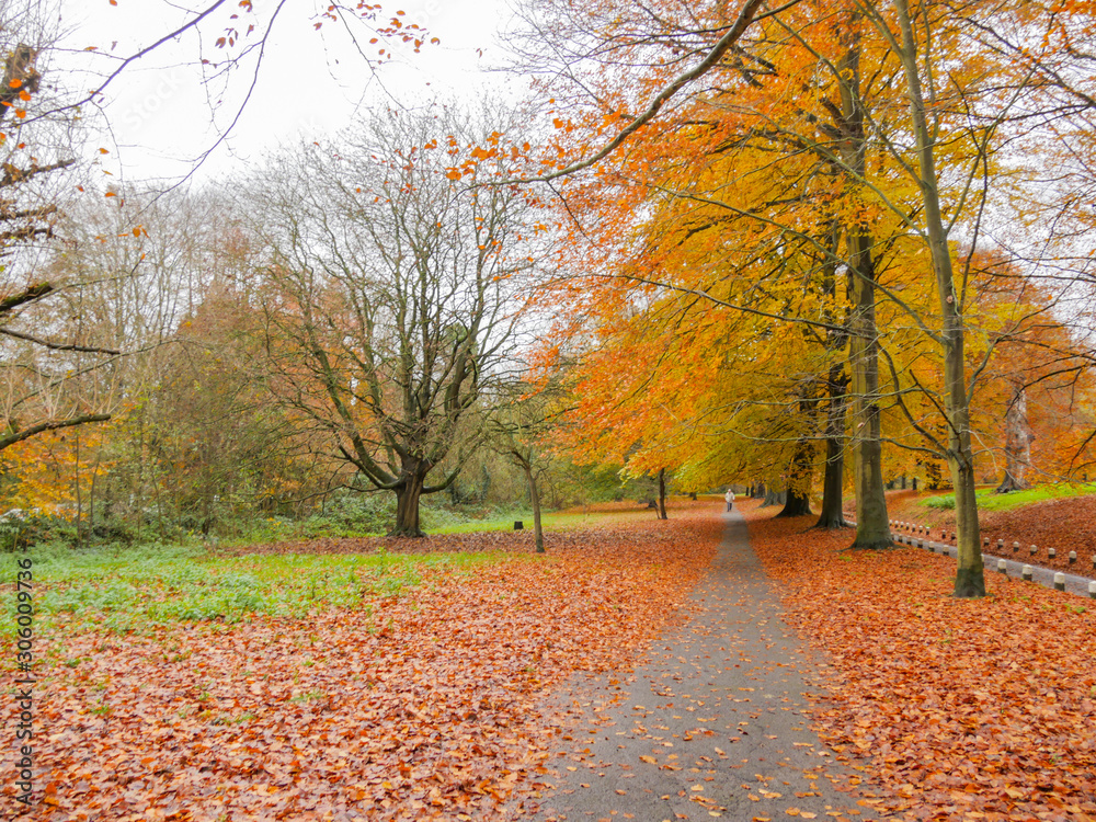 Autumn Colours in the Park