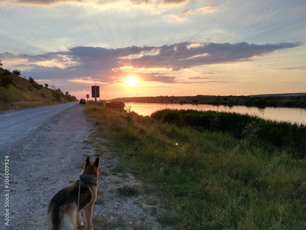 German shepherd looking at sunset during the walk
