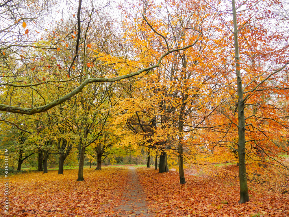 Fototapeta premium Autumn Colours in the Park