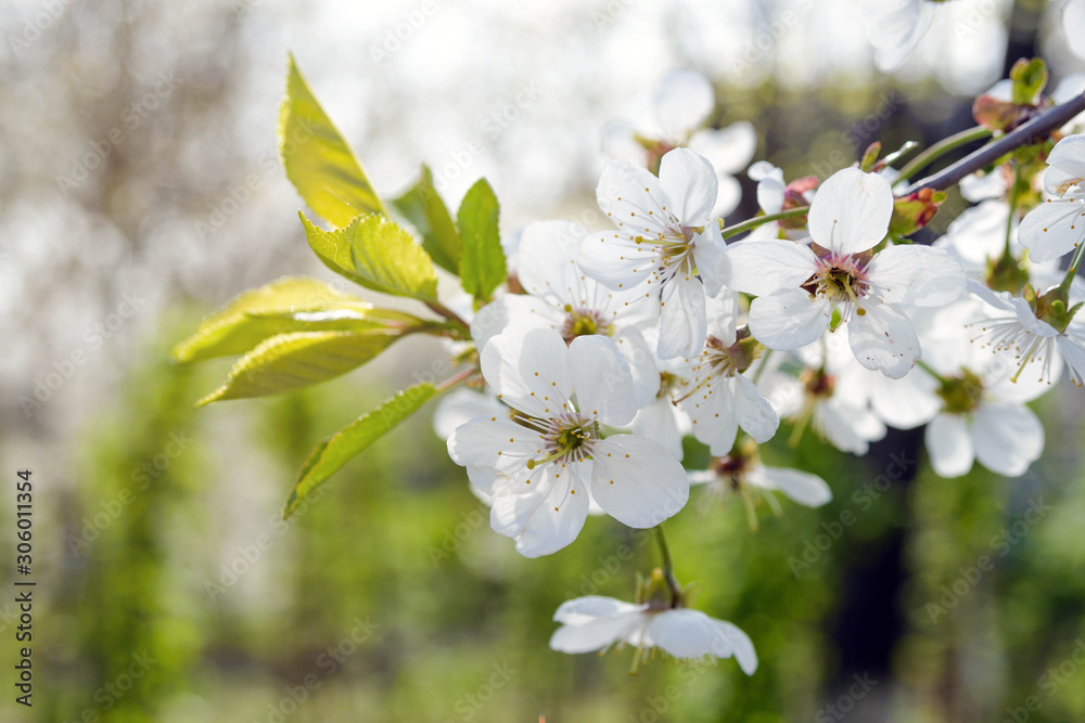 White tender flowers of apple tree in the rays of the sun in early spring. The beginning of a new life.