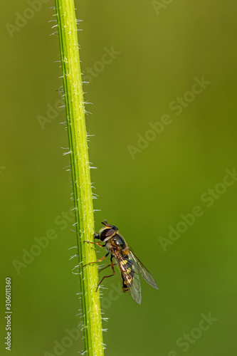 Hoverfly resting on plant stem