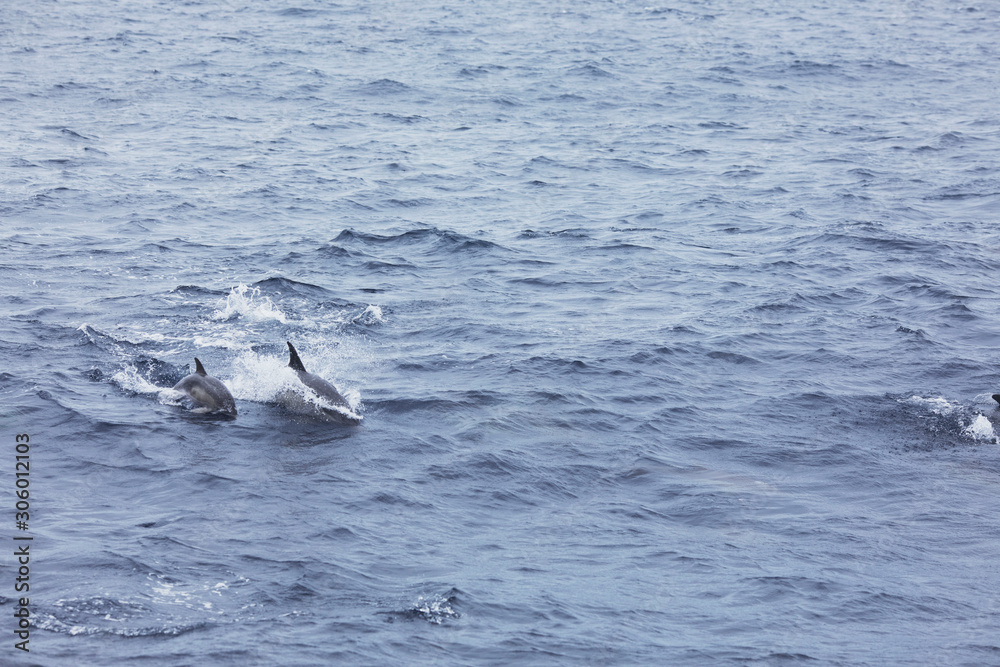 Fototapeta premium humpback whale in the sea