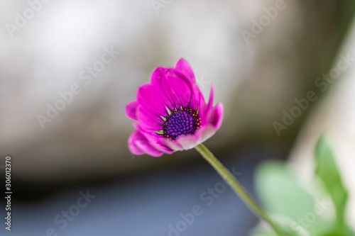 pink flower on background of blue sky