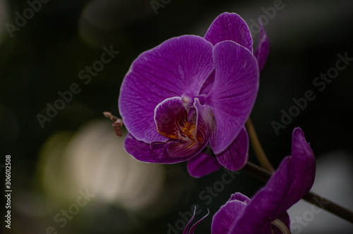 purple orchid on dark background