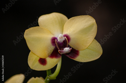 orchid on dark background