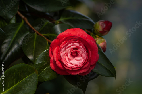 red rose in garden