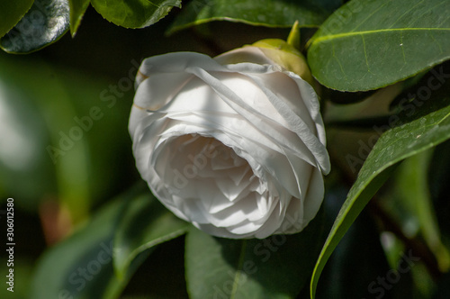 rose on green background