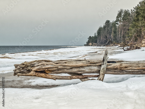 Lielupe coast line debouchment at Baltic sea after storm with fallen trees during freezing winter day with grey tones and cloudy sky