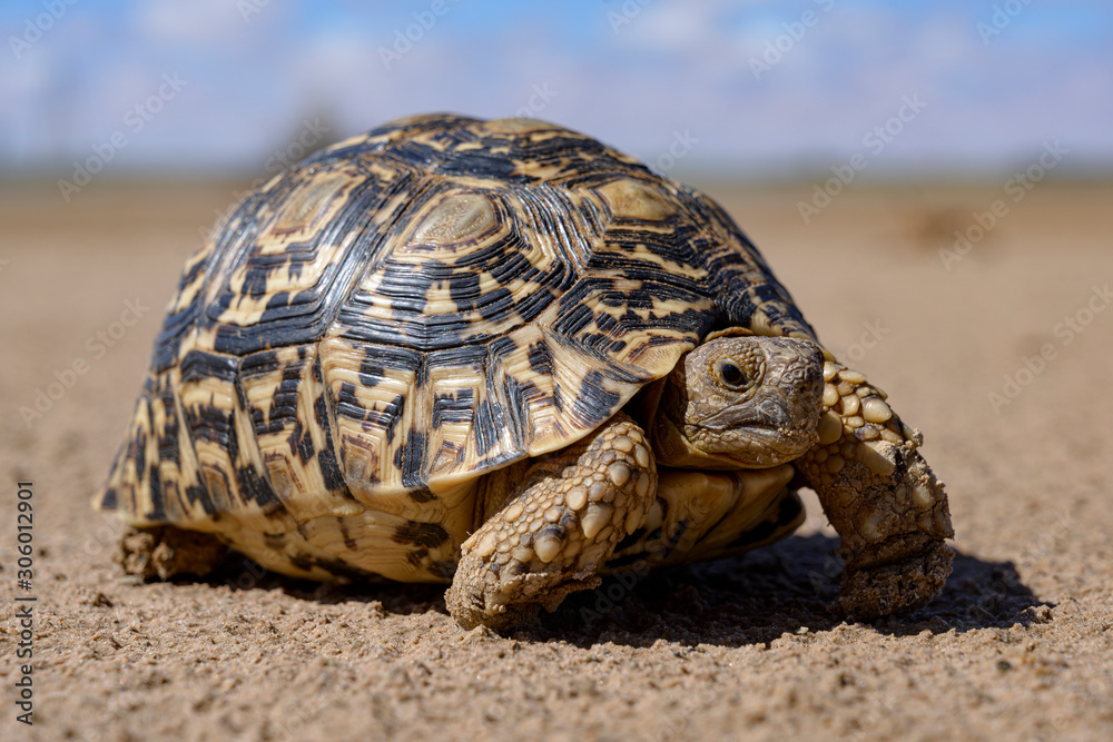 Leopard tortoise in a desert walking Leopard tortoise in a desert walking