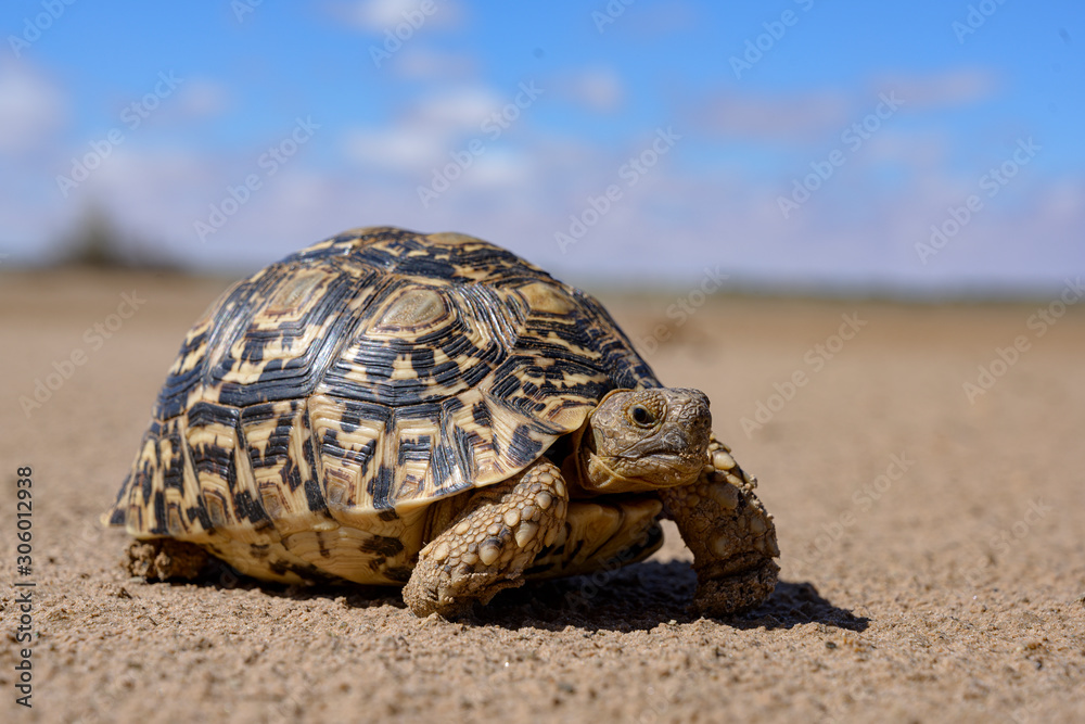 Leopard tortoise in a desert walking Leopard tortoise in a desert walking