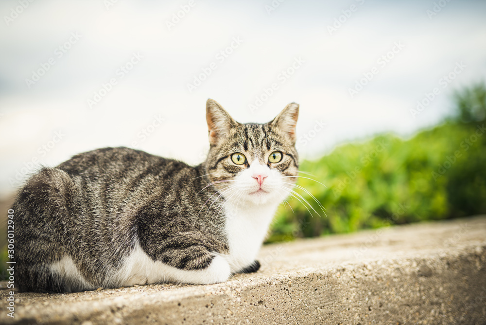 cat with green eyes