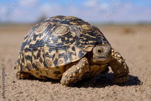 Leopard tortoise in a desert walking © Francois