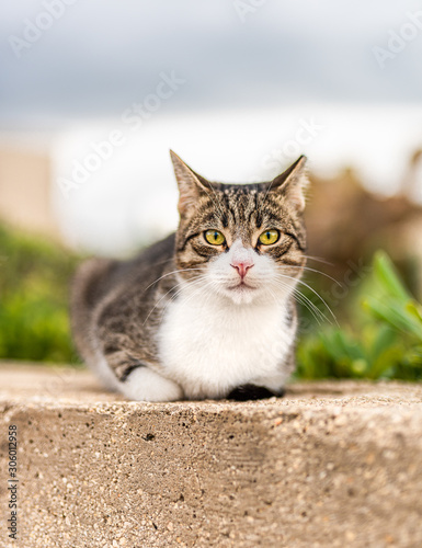 cat in the garden