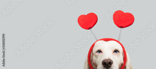 close-up hide and beauty dog in love for happy valentines day with red heart shape diadem. isolated on gray background.