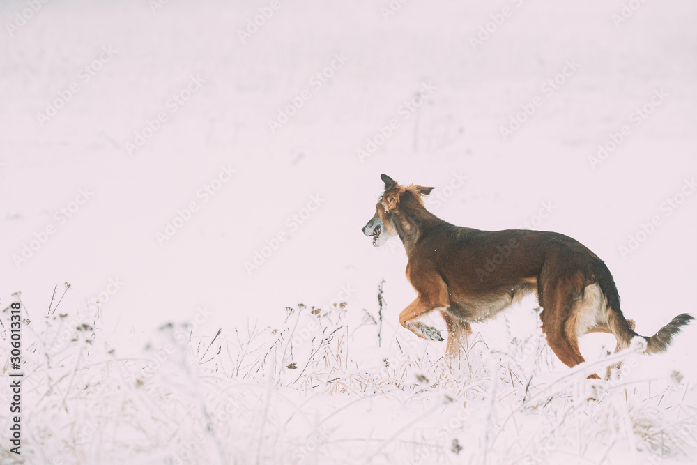 Sighthound hunting sale