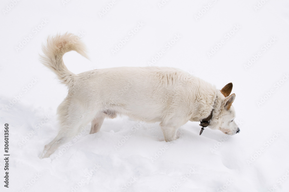White dog walking through the deep snow. White dog walking through the deep snow.