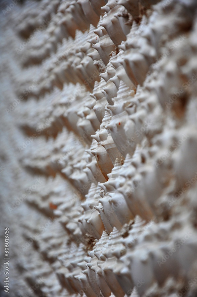 Wand aus vielen einzelnen Muscheln