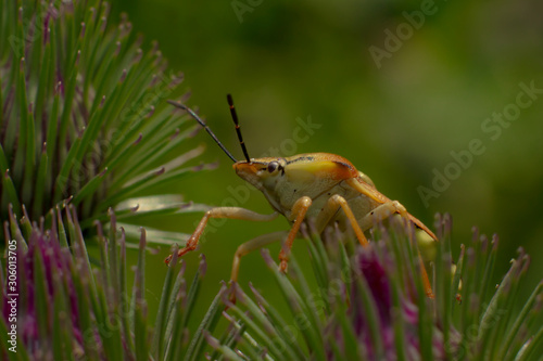 Nezara viridula. An insect that emits a bad smell in case of danger.