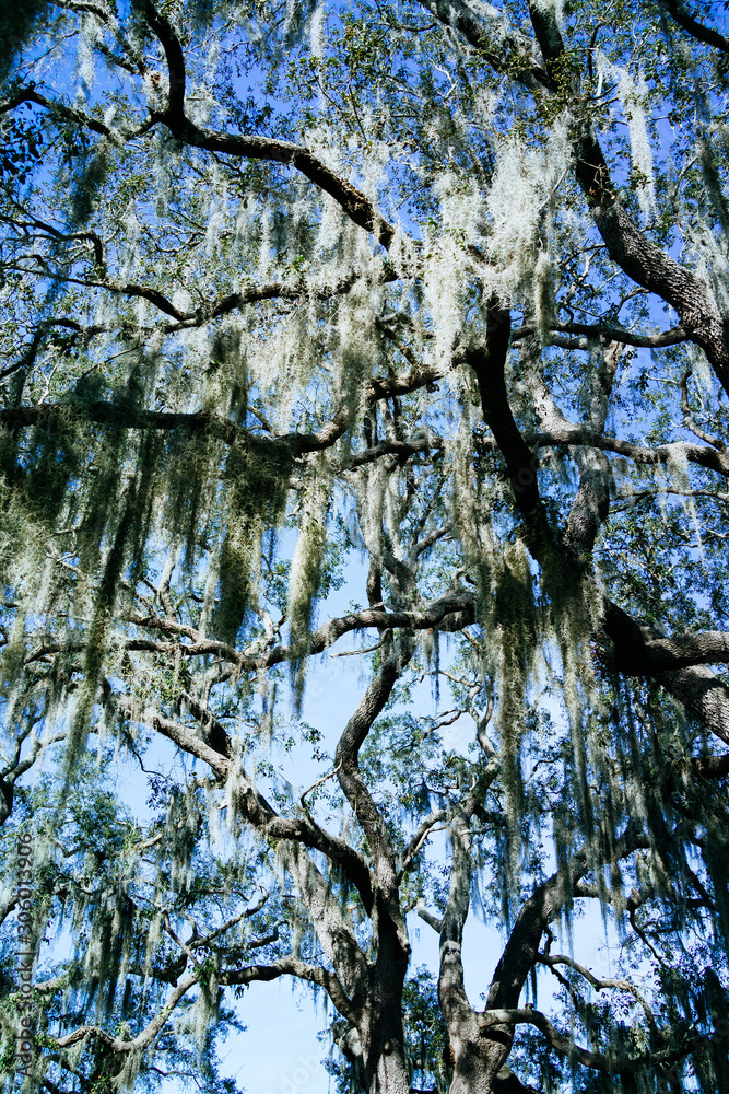 Fototapeta premium Fall tree and leaf in Florida