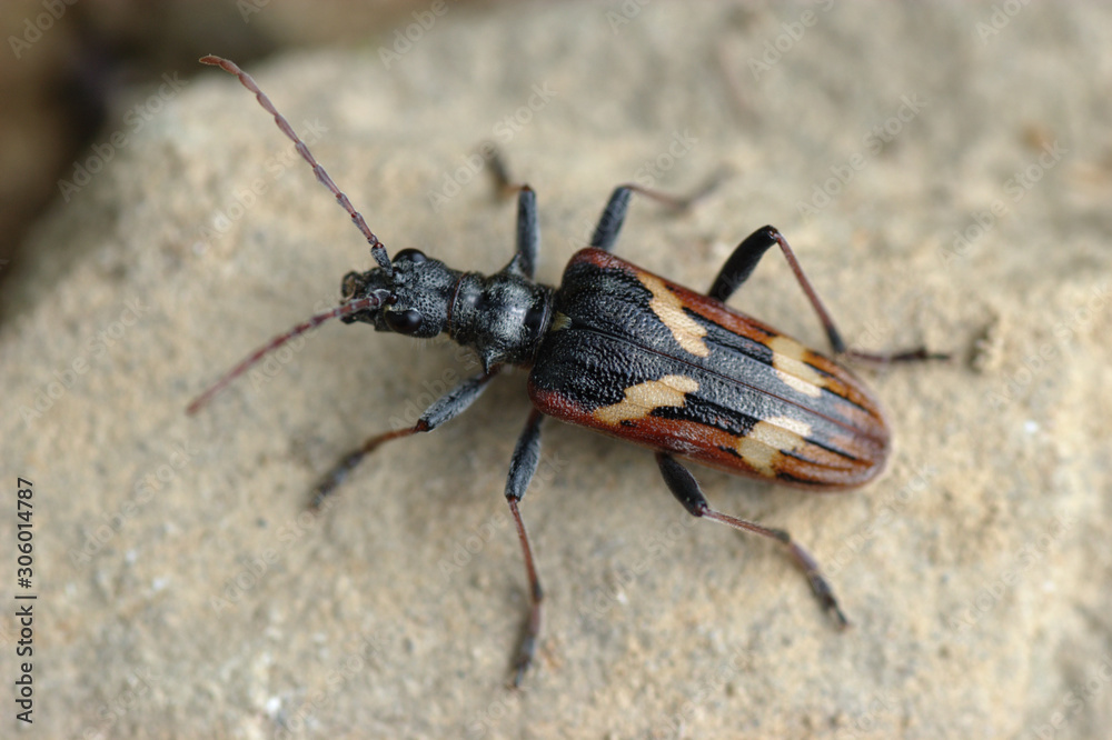 Two-banded longhorn beetle (Rhagium (Hagrium) bifasciatum Fabricius)