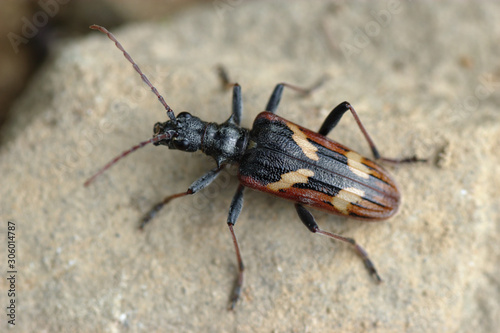 Two-banded longhorn beetle (Rhagium (Hagrium) bifasciatum Fabricius) © Michal Murawski