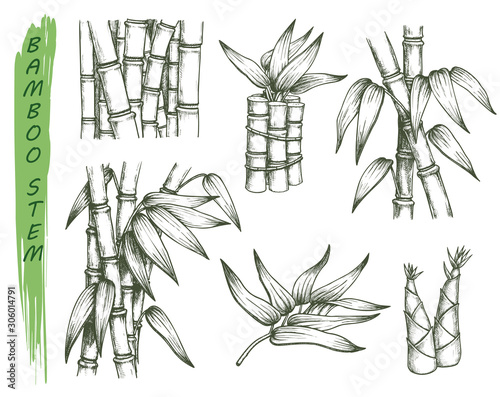 Tablou canvas Set of isolated sketches of bamboo stalk