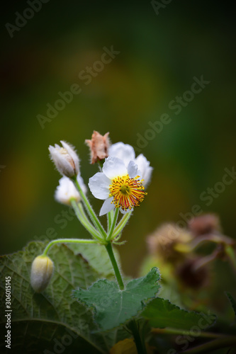 Rare flower with white petals and beautiful with the yellow stamens in the center  free space for text