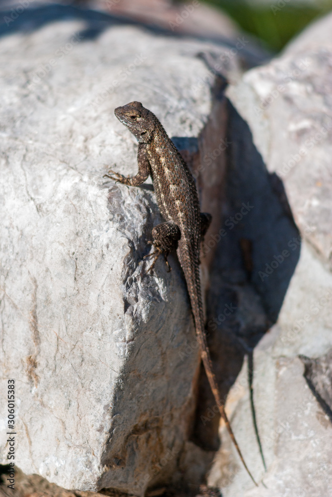 Adult Great Basin Fence Lizard on rock Adult Great Basin Fence Lizard on rock