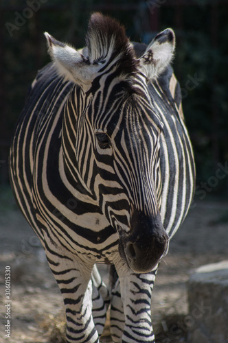 male african zebra close up